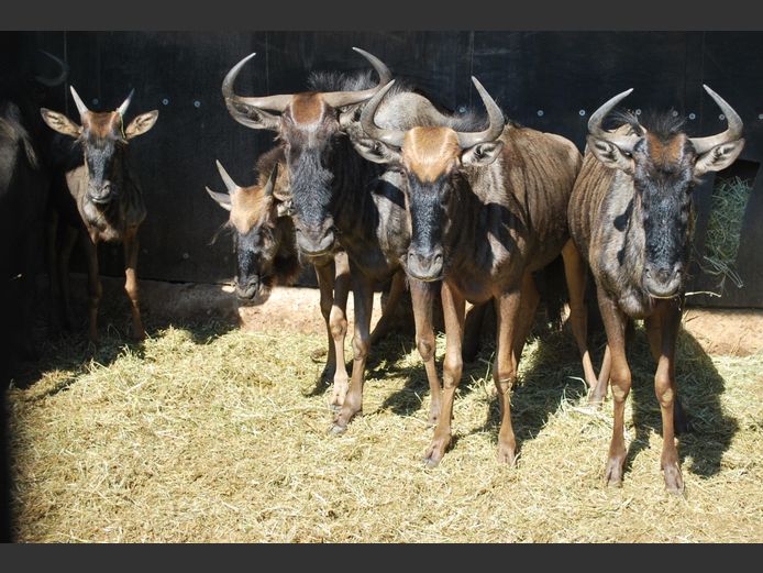 BLUE WILDEBEEST | MABALINGWE