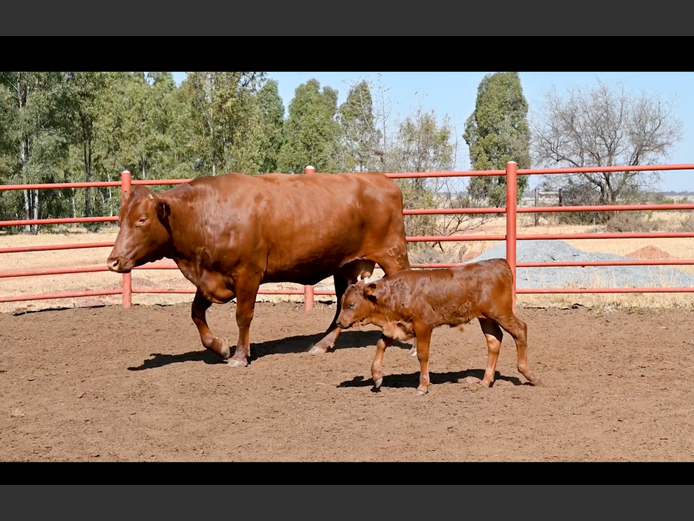 Commercial Animals | GOSSAYN BROS