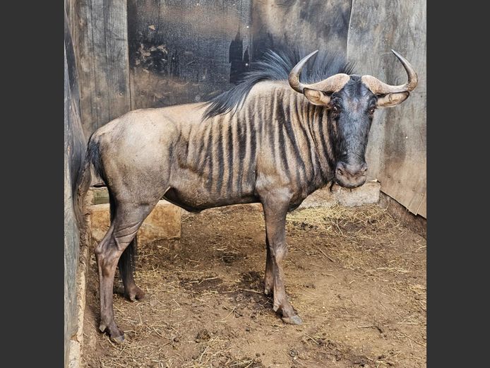 BLOUWILDEBEES | WATERBERG AVIATION