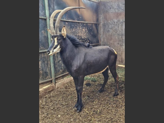 SABLE 38" | DE KOCK BDY