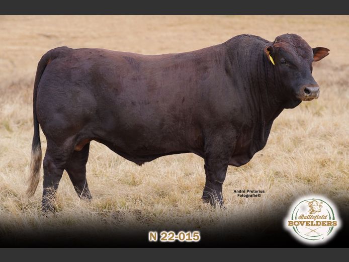 N 22-015 | MORGENTAL BOVELDERS