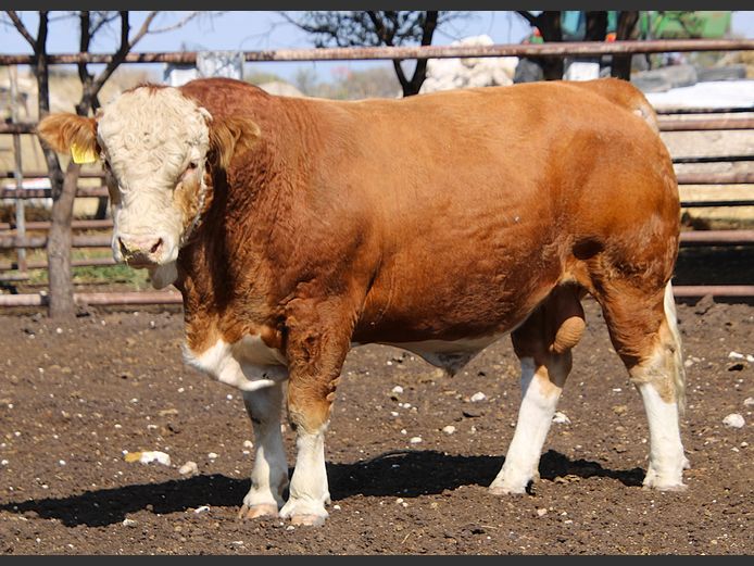 TG2267 | GUNZEL SIMMENTALER