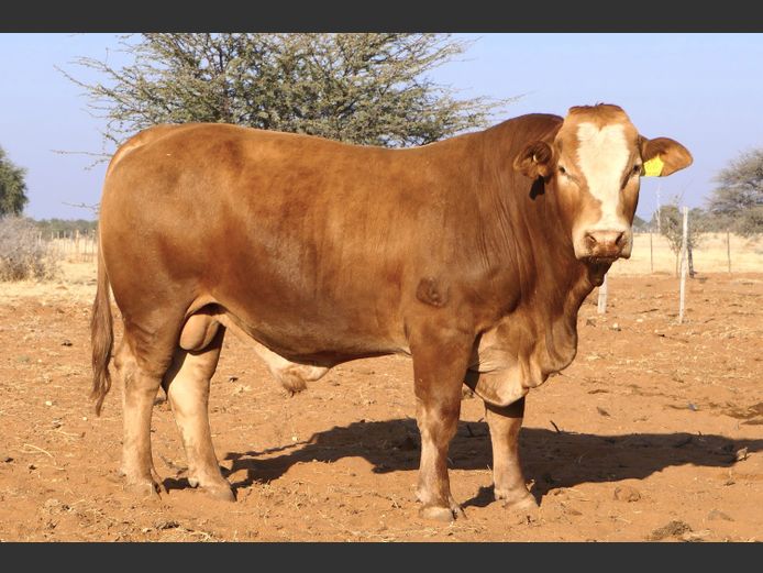 WW22181 | ONDEKA SIMBRA