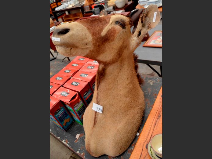 GEMSBOK TROPHY HEAD, 68cm High [No horns, ears worn]