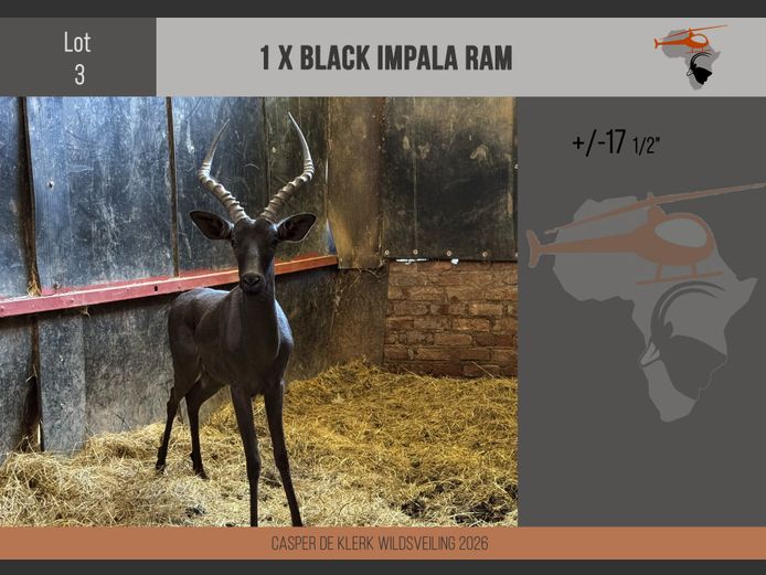 Black Impala (+- 17 1/2") 