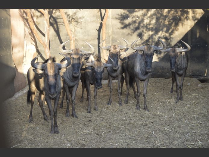 Blouwildebees | Deelkraal