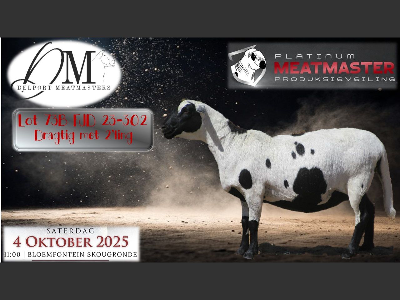 Lot 73B | PLATINUM MEATMASTER PRODUKSIEVEILING | SwiftVEE | Livestock ...