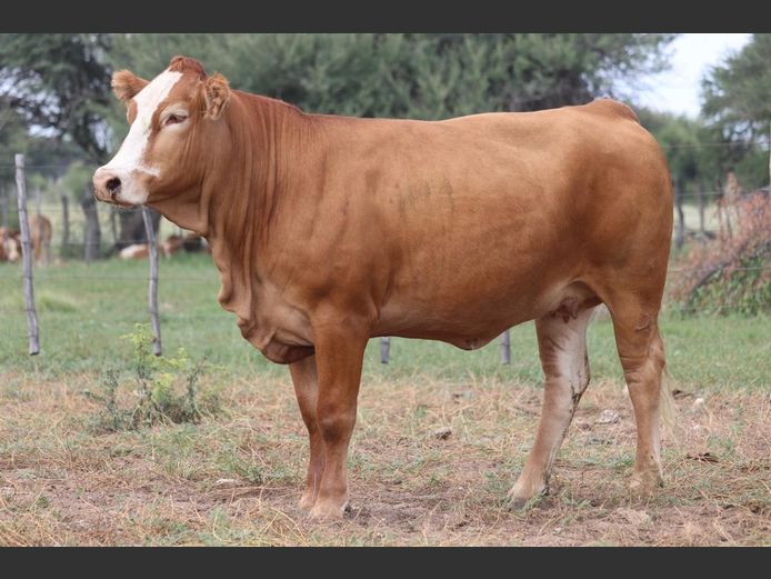 DM231226 | KAMAB SIMBRA