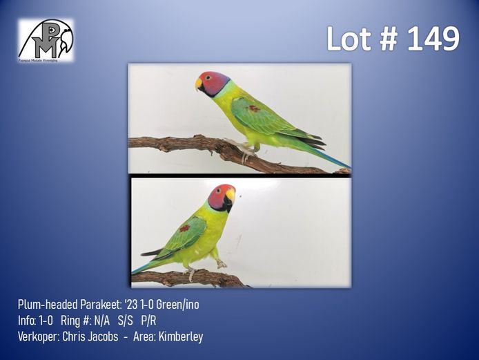 1-0 '23 Plum-headed Parakeet: Green/ino - Chris Jacobs