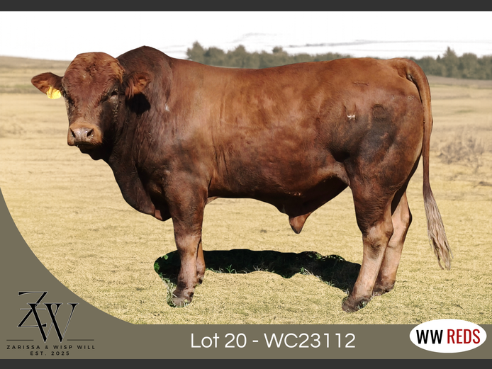 WC23112 | WISP WILL REDS