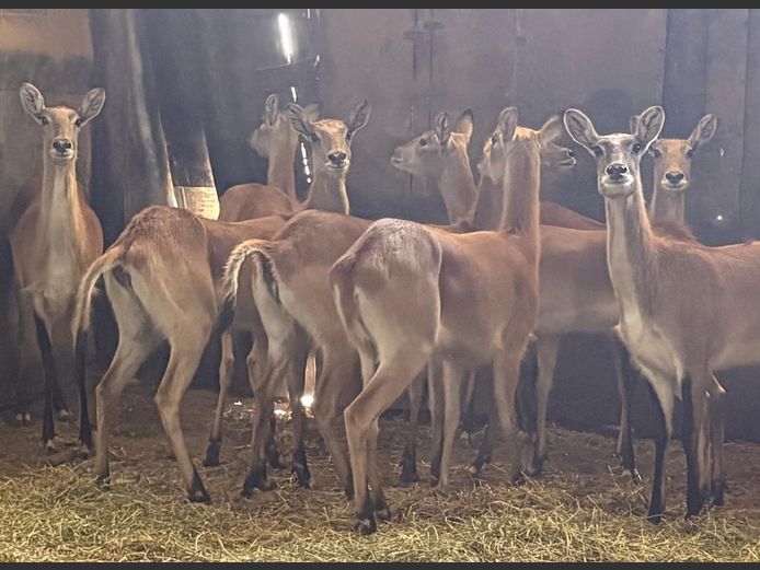 Lechwe Ooie