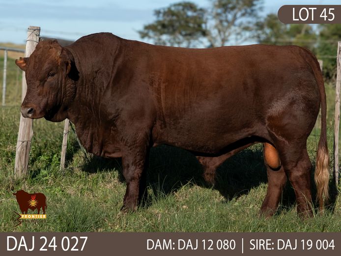 DAJ 240027 | J.D. STIRK