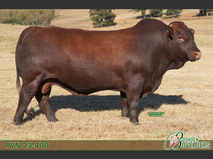 PVN230400 | Boshoek Bovelders