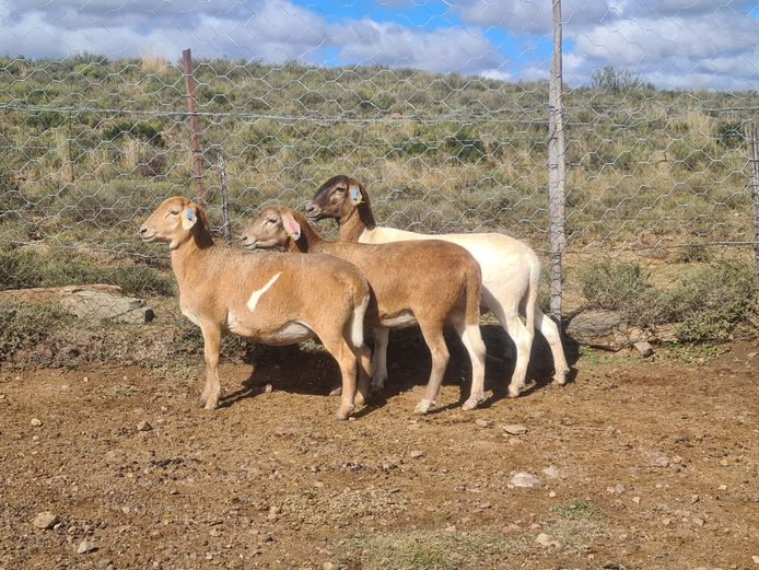 Ewes | Ben Tson