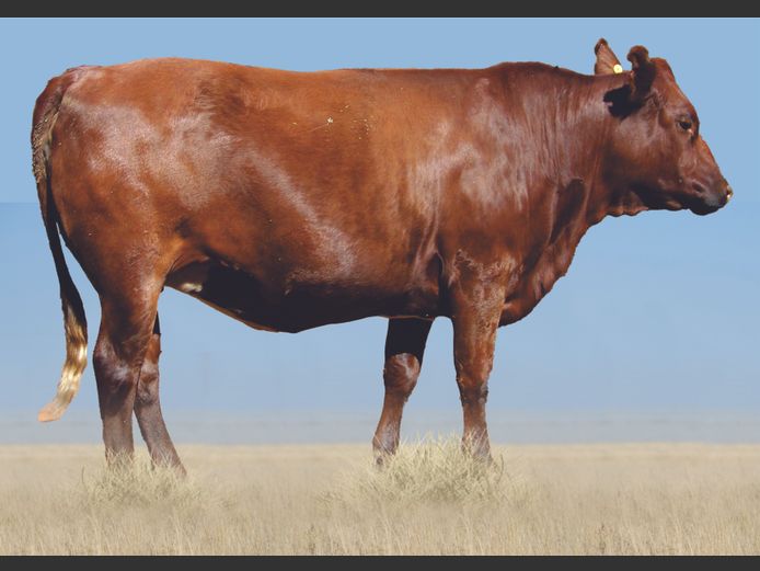 Commercial Animals 