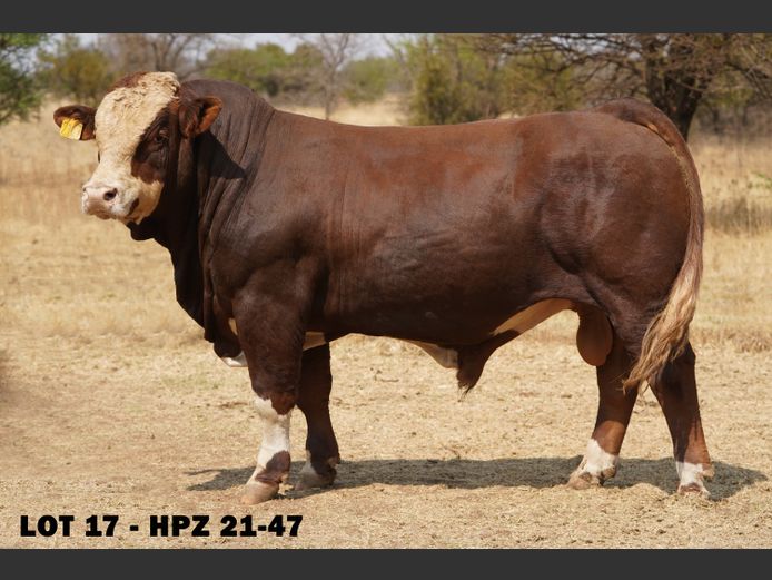 HPZ2147 | JP DU PREEZ BK