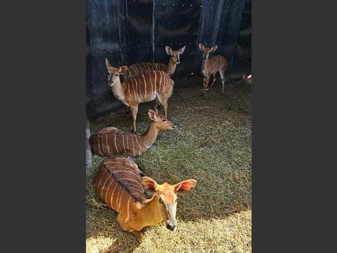 NYALA | KRUISRIVIER