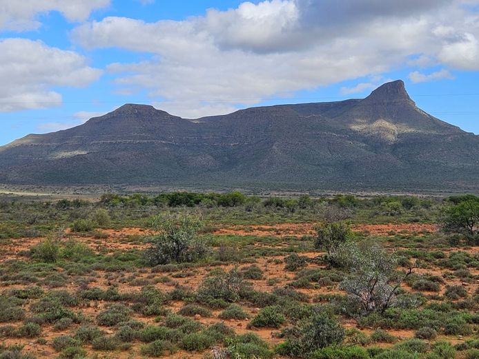 Management hunt for 10 Springbuck. 2026 Hunting season | Kendrew Estates Hunting