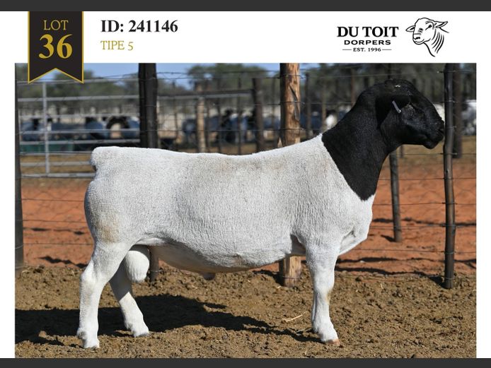 241146 | DU TOIT DORPERS