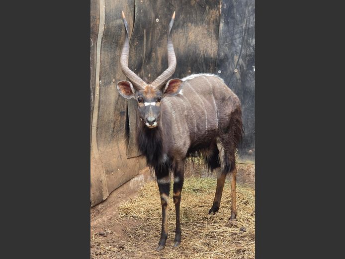 NJALA (no vat) | KOLOBE WILDLIFE