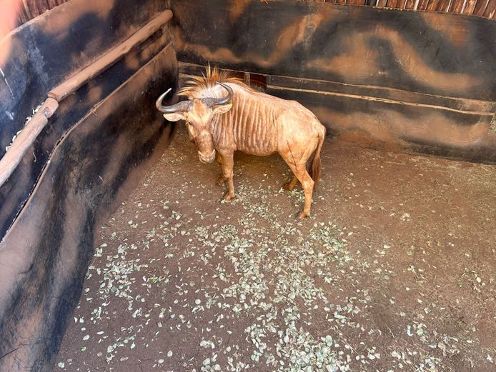 GOUE WILDEBEES