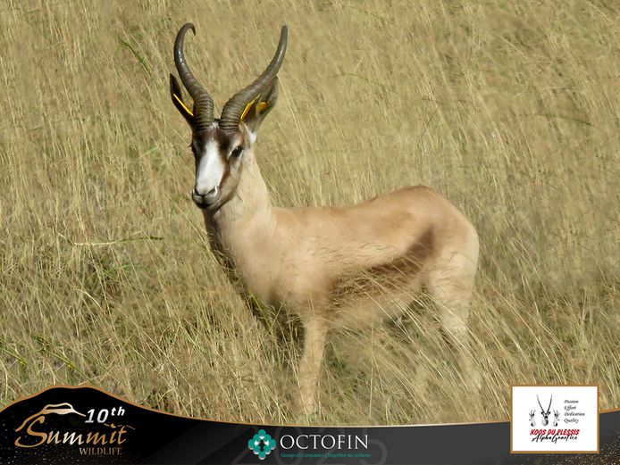 16 1/8" Copper Springbok Ram