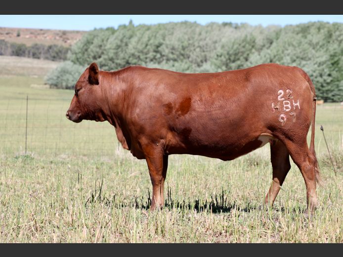 HBH220097 | CLARK CATTLE COMPANY PTY LTD