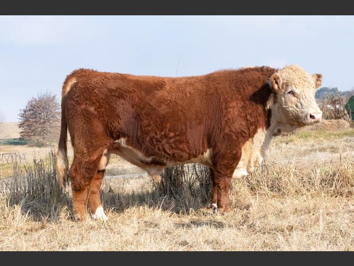 2302 | PIERREMONT HEREFORDS