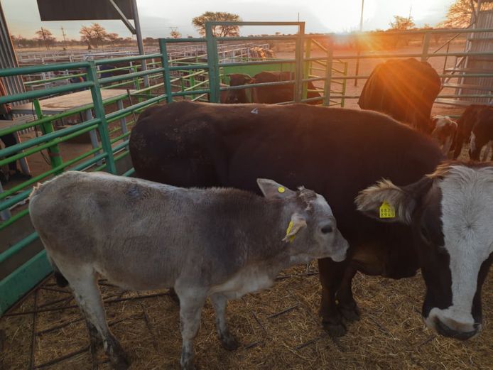 VAN NIEKERK PJ | DAIRY CATTLE 