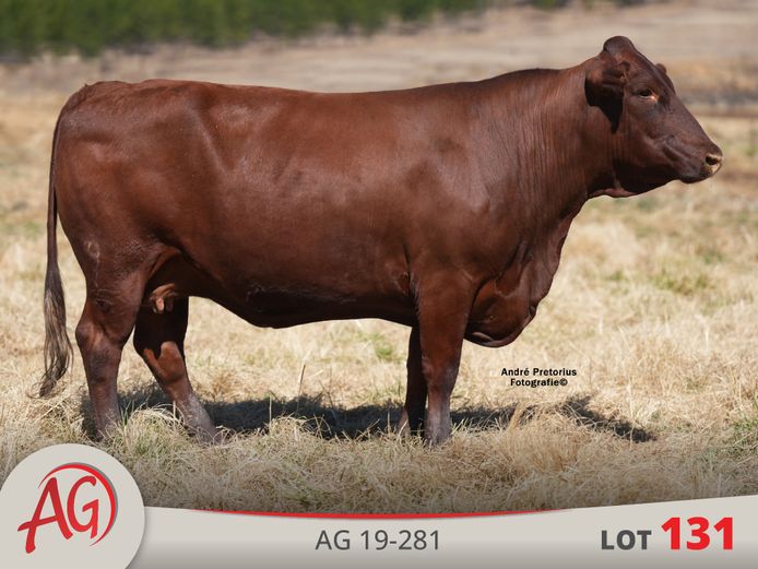 AG190281 HH(c) | ARTHUR DE VILLIERS & SEUN
