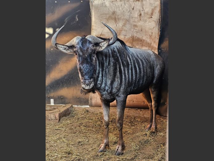 BLUE WILDEBEEST | MAS WILDLIFE
