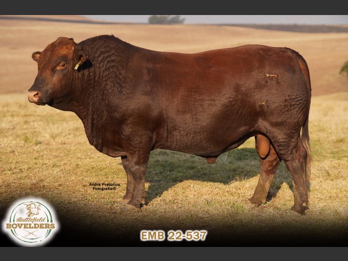 EMB 22-537 | WHITEROCKS BOVELDERS