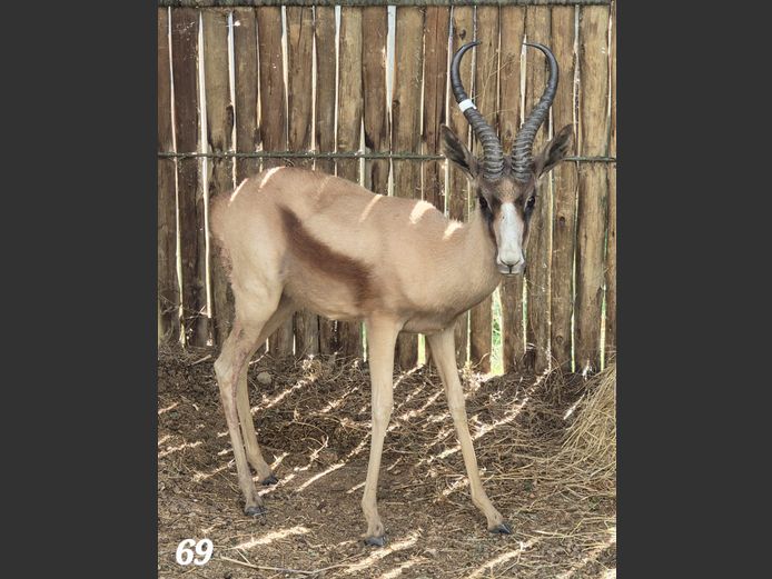 KOPER SPRINGBOK | NP MULLER