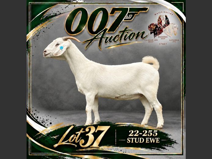 S67 22-255| Maize Valley