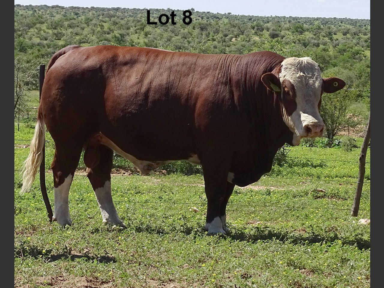 Lot 8 | CENTRAL SELECT BULL AUCTION - NAMIBIA'S BEST SELECTED BULLS ...