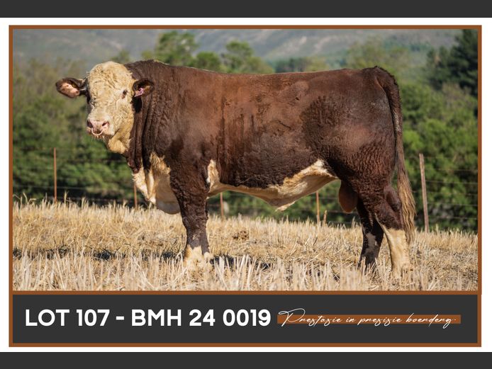 BMH 240019