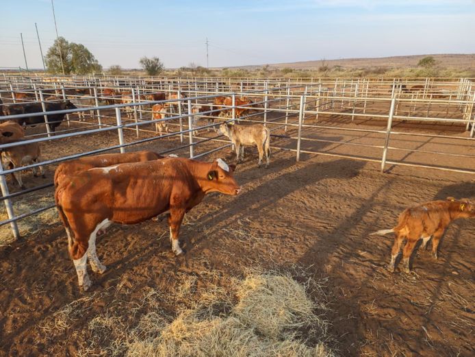 VAN NIEKERK PJ | DAIRY CATTLE 