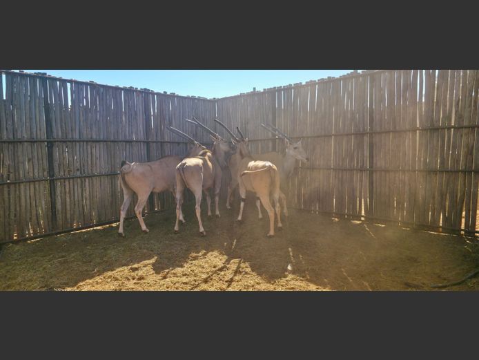ELAND | HANLEY