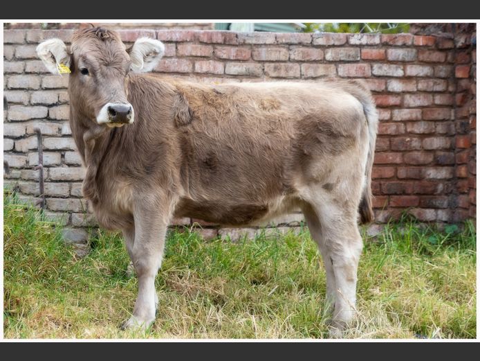JC 230018 | JC BRAUNVIEH STUD