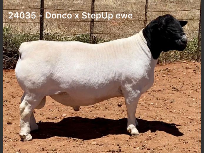 24035 | Middelerf Dorpers