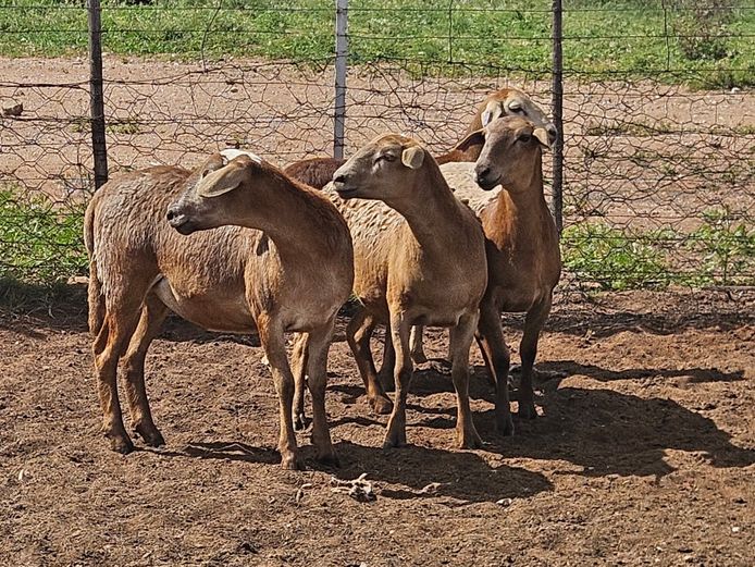 Ooie | GF Van Rooyen