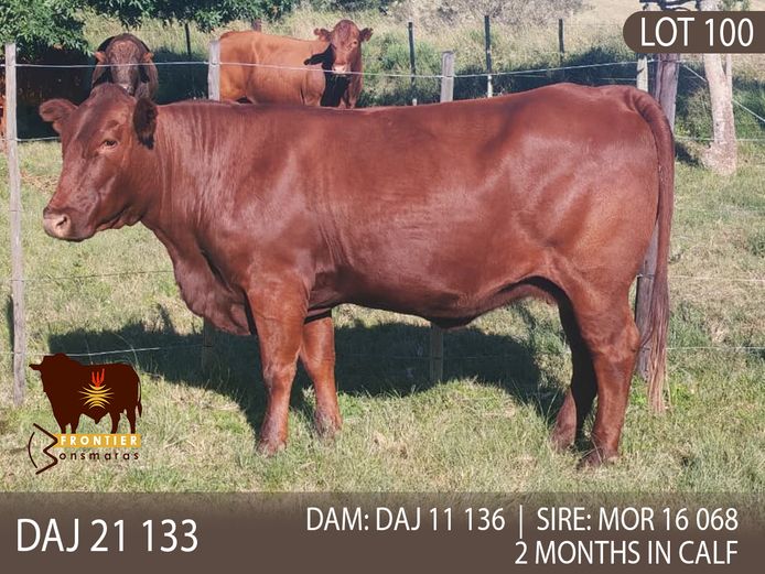 DAJ 210133 | J.D. STIRK