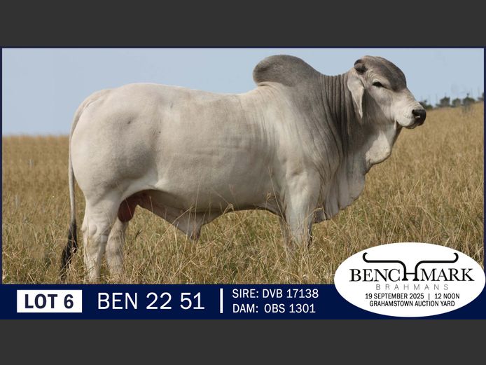 BEN2251  | NO 8 CATTLE COMPANY