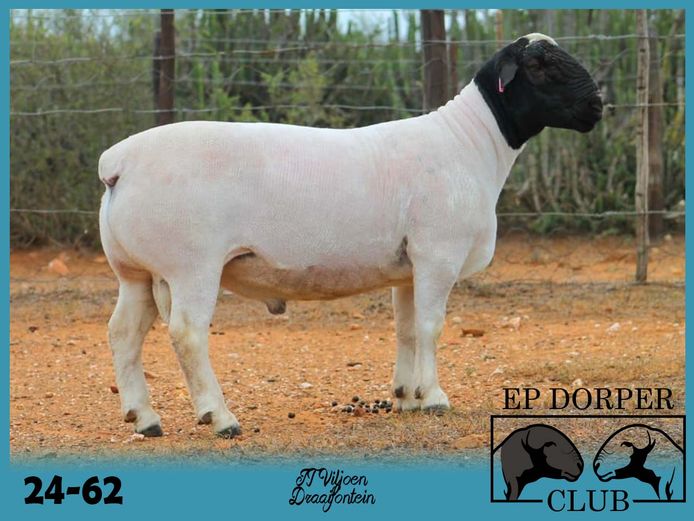 24-62 | JT Viljoen - Draaifontein