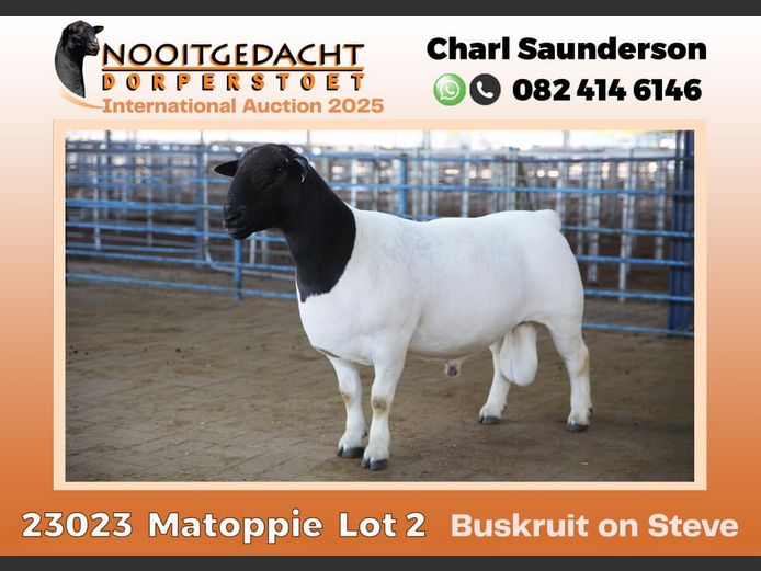 2250 23 0023 | Nooitgedacht Dorpers