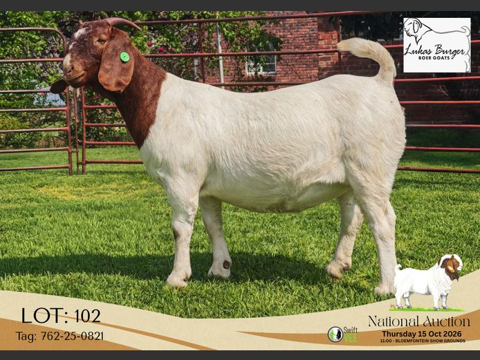 762-25-0821 | AWA Burger Boerbokstoet