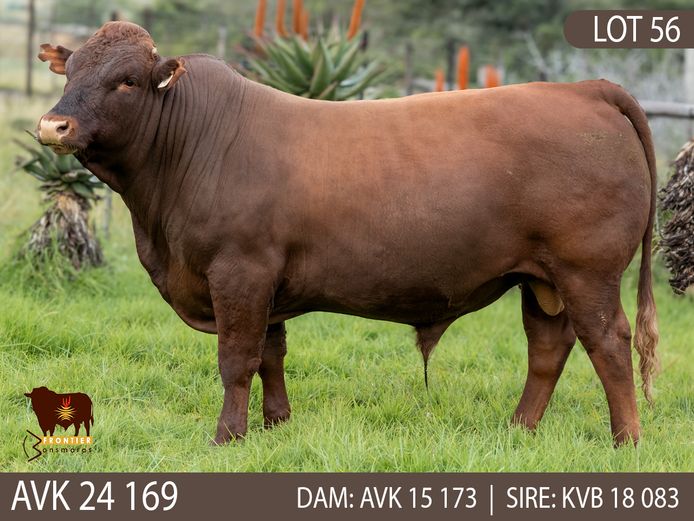 AVK 240169 | VAN KERKEN BONSMARA