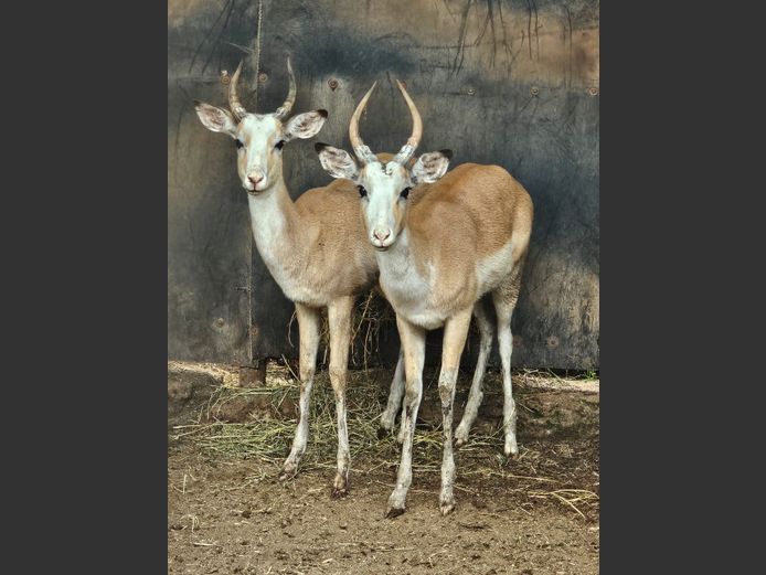 WHITE FLANK ROOIBOK | TAWNI SAFARIS