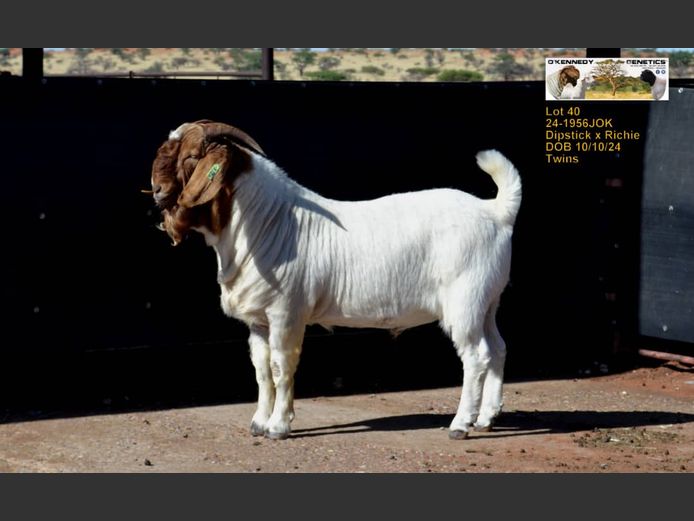 24-1956JOK | O'KENNEDY GENETICS