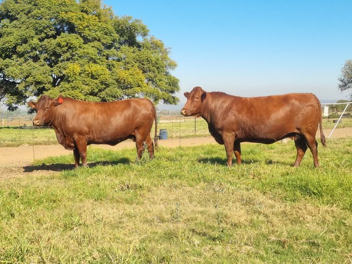Commercial Animals | SH Bonsmaras